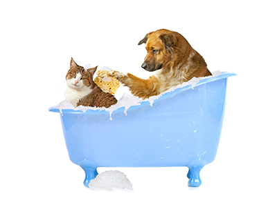 Banho Higiene e Estética para cães e gatos na Vila Mariana
