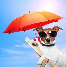 12 Dicas para o Pet no Verão